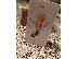 PoulaTo: NEW APPLE iPHONE 6S PLUS 128GB ROSE GOLD UNLOCKED PHONE WORLDWIDE SHIPPING !